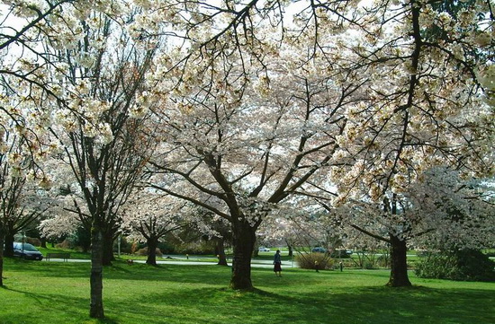 春賞加拿大 醉在&ldquo;花&rdquo;世界