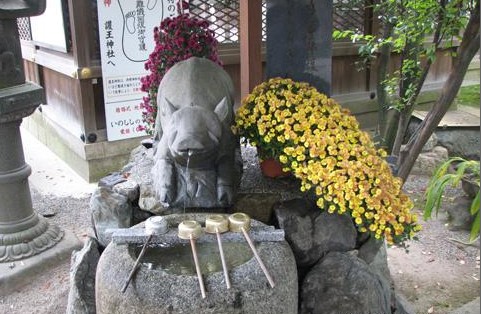 京都護(hù)王神社 另類日本豬寺廟圖片